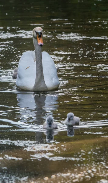 Schwäne Und Signets Frühling — Stockfoto