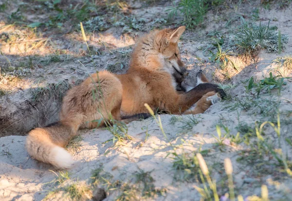 野生の自然の中で草の上にかわいい赤いキツネ — ストック写真