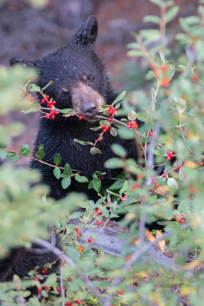 Oso Negro Naturaleza — Foto de Stock