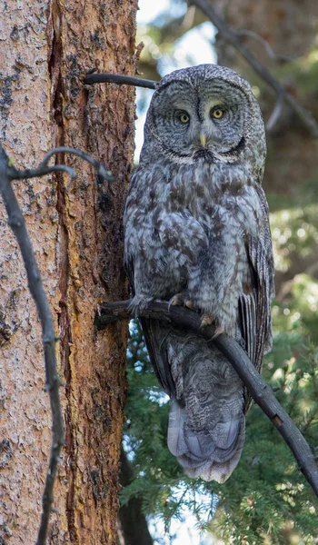 Great Grey Owl Wild Nature Alberta Canada — Stock Photo, Image