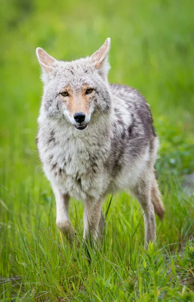 Coyote Naturaleza — Foto de Stock