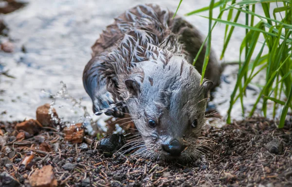 Loutres Rivière Dans Nature Sauvage — Photo