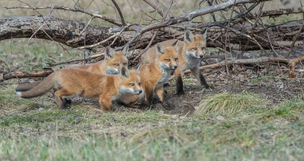 Rode Vos Het Wild — Stockfoto