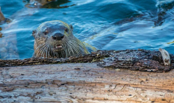 Close Lontra Selvagem Natureza — Fotografia de Stock