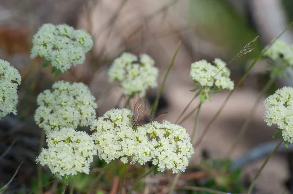 Вітрильні Квіти Єллоустонському Національному Парку — стокове фото