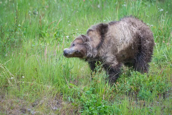 Grizzlybär Der Kanadischen Wildnis — Stockfoto