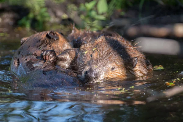 Bever Het Wild — Stockfoto