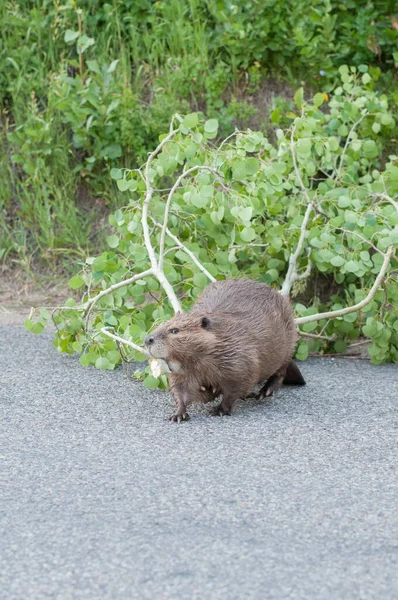 Beaver Wild — Stock Photo, Image