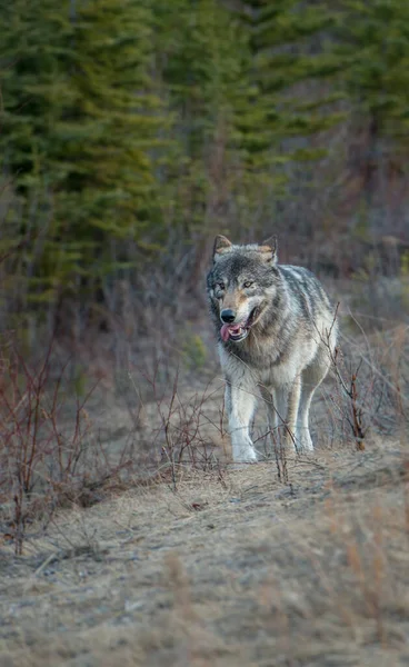 Loup Gris Dans Nature Sauvage Jaspe Canada — Photo