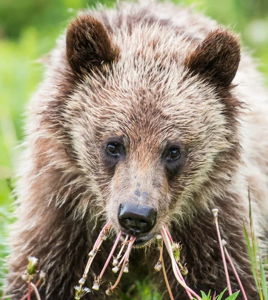 Grizzly Bear Yearling Wild — Stock Photo, Image