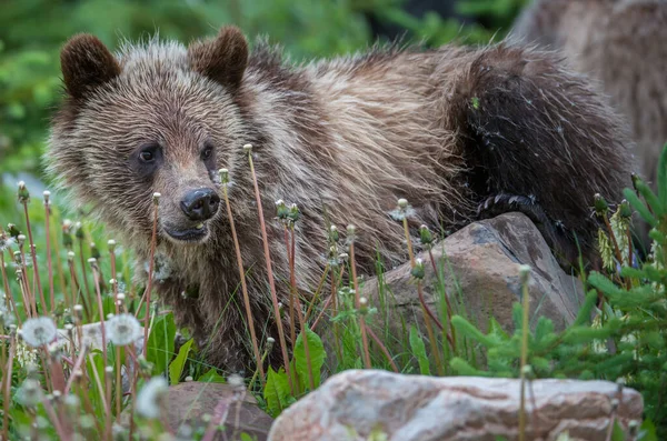 Niedźwiedź Grizzly Kanadyjskiej Dziczy — Zdjęcie stockowe