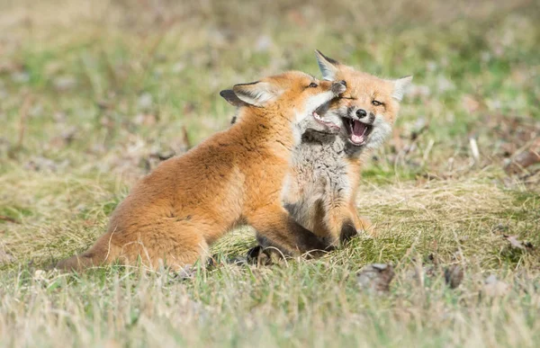 Mignon Renards Rouges Sur Herbe Nature Sauvage — Photo