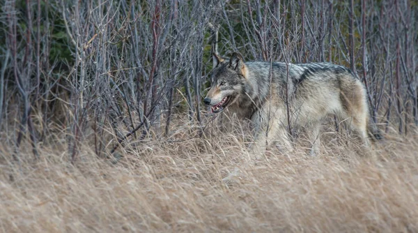 Lobo Gris Naturaleza Salvaje Jaspe Canada —  Fotos de Stock