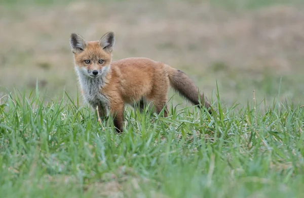 Familia Zorros Rojos Naturaleza —  Fotos de Stock