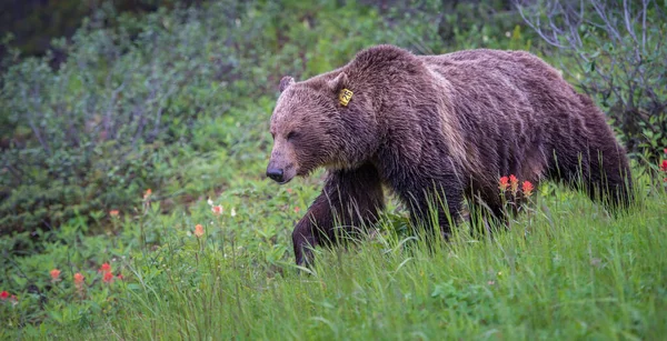 カナダの荒野でグリズリークマ — ストック写真