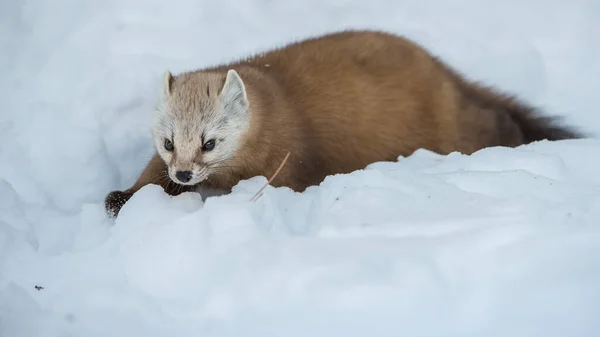 Pine Mård Promenader Snö Banff National Park Alberta Kanada — Stockfoto