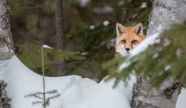 Renard Roux Dans Nature — Photo