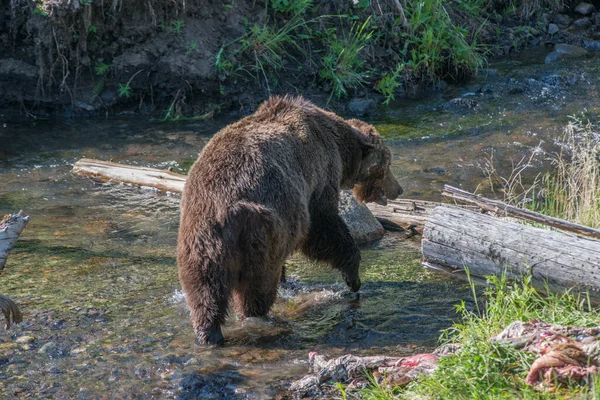 Medvěd Grizzly Divoké Přírodě Yellowstonský Národní Park — Stock fotografie