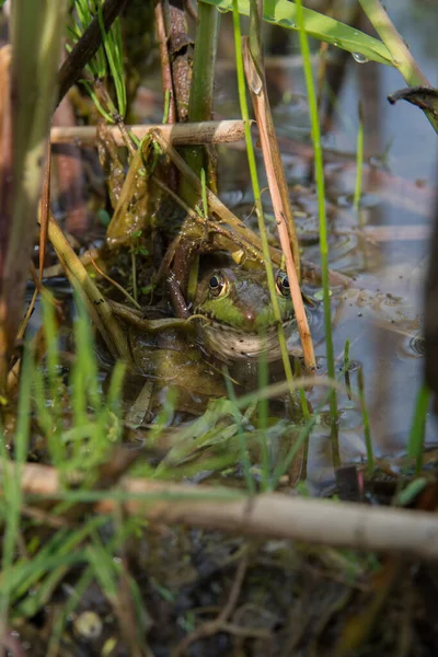 野生の雄のカエル — ストック写真