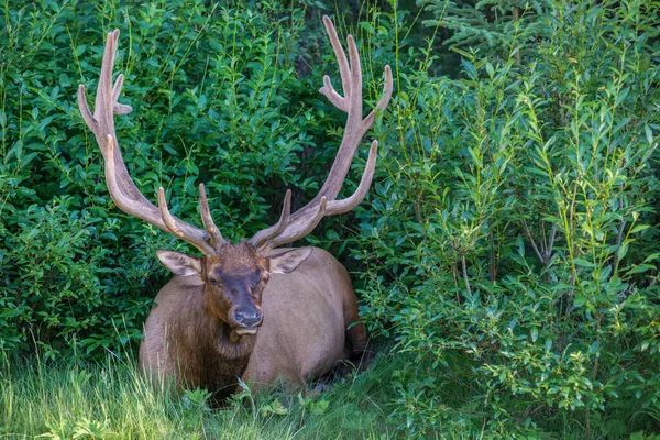 Alce Toro Naturaleza — Foto de Stock