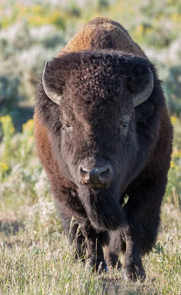 Bison Wild — Stock Photo, Image