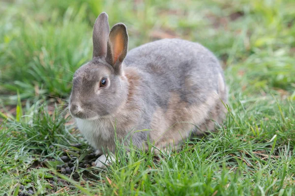 Yaban Tavşanı — Stok fotoğraf