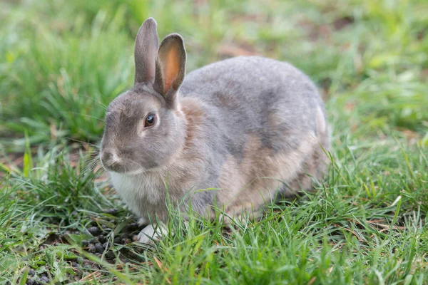 Lapin Dans Nature — Photo