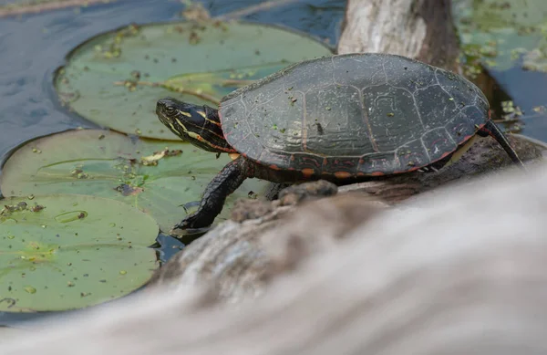 Toronto Şehir Merkezinde Boyalı Kaplumbağa — Stok fotoğraf
