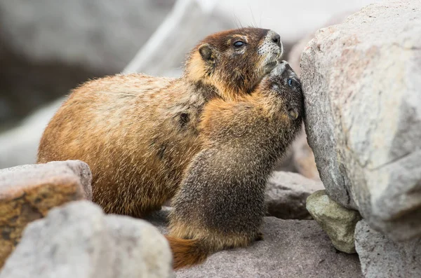 Gros Plan Marmottes Dans Nature Sauvage — Photo