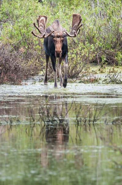 Orignal Dans Nature — Photo