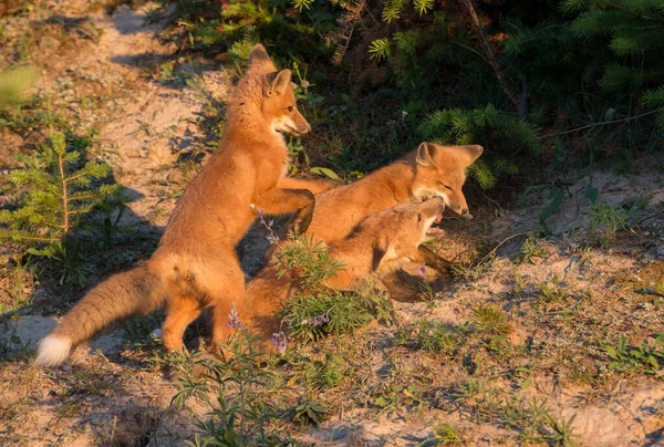 野生の赤狐 — ストック写真