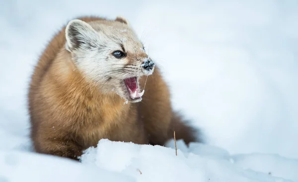 カナダのアルバータ州バンフ国立公園の雪の上を歩くパインマーテン — ストック写真