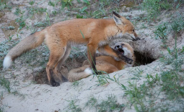 Mignon Renards Rouges Sur Herbe Nature Sauvage — Photo