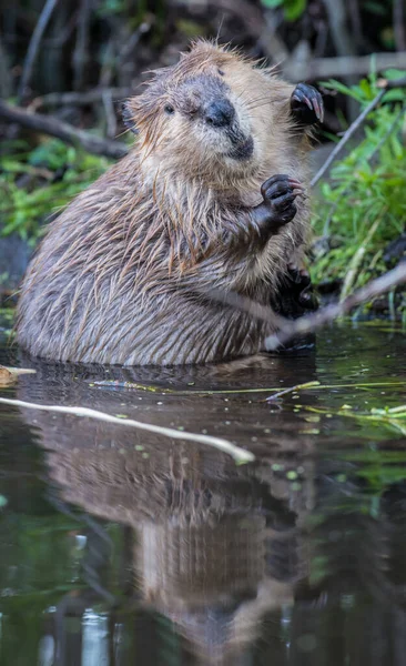 Beaver Wild — Stock Photo, Image