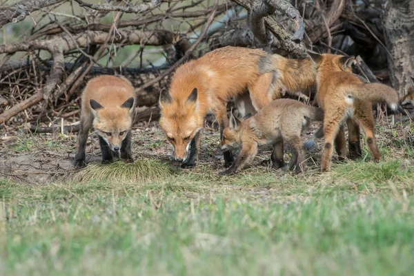 Renard Roux Dans Nature — Photo