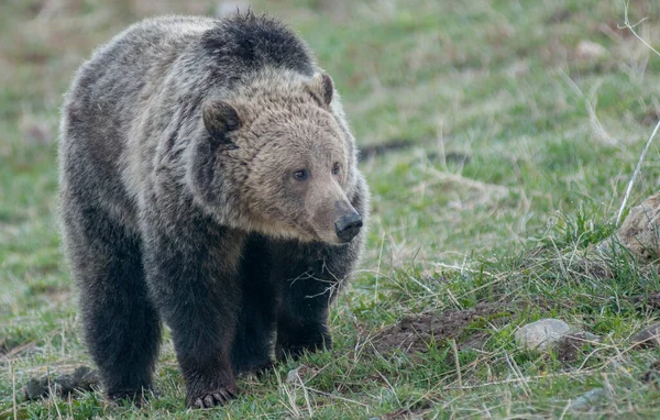 Niedźwiedź Grizzly Yellowstone — Zdjęcie stockowe