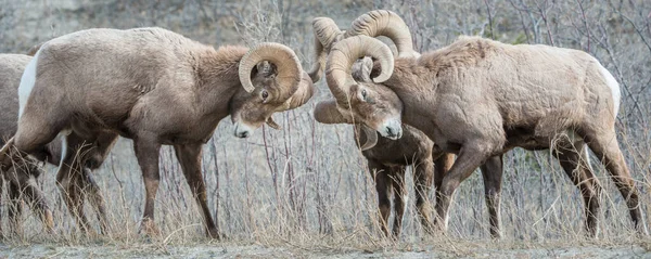 Bighorn Schapen Wildernis — Stockfoto