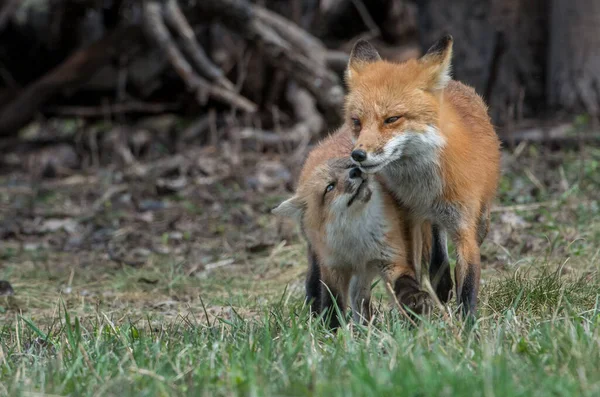 Schattige Rode Vossen Gras Park — Stockfoto