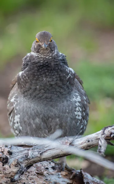 Close Grouse Natureza Selvagem Canadá — Fotografia de Stock