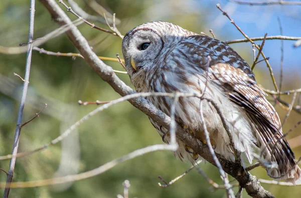 Barred Owl Nella Natura Selvaggia — Foto Stock