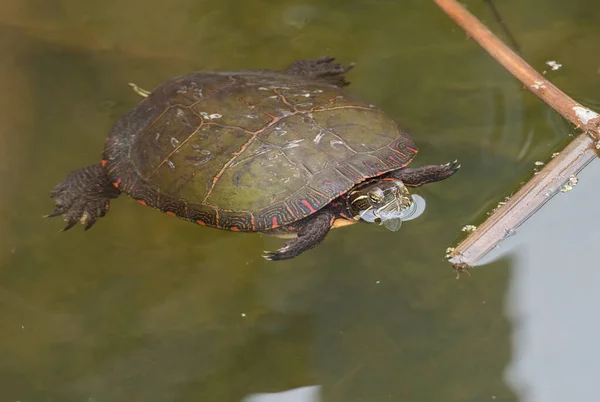 Vahşi Doğada Boyalı Kaplumbağa — Stok fotoğraf