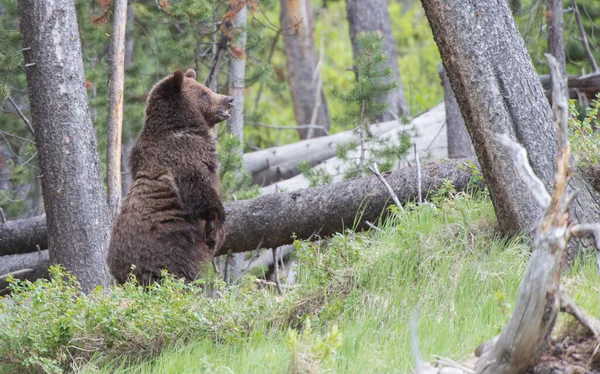 Urso Pardo Natureza — Fotografia de Stock