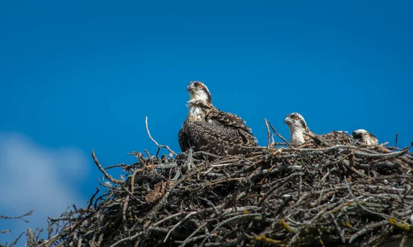Osprey Hnízdo Divočině — Stock fotografie