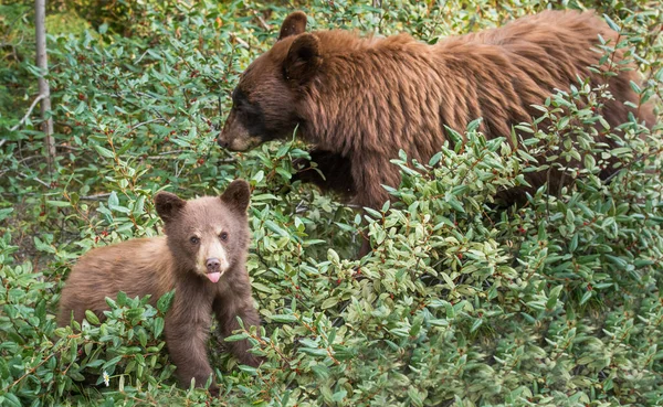 Zwarte Beer Het Wild — Stockfoto