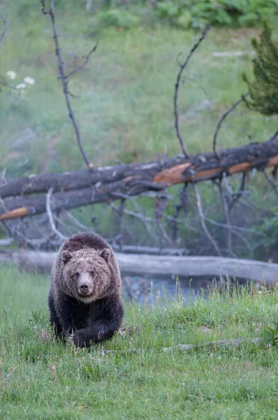 Brown Grizzly Bear Wild Nature — Stock Photo, Image