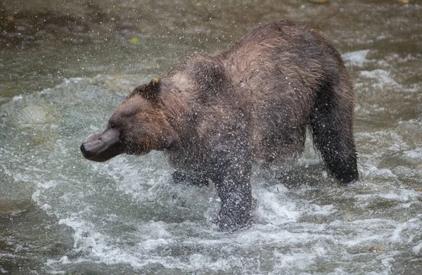 Grizzlybär Freier Wildbahn — Stockfoto