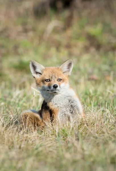 Mignon Renards Rouges Sur Herbe Parc — Photo