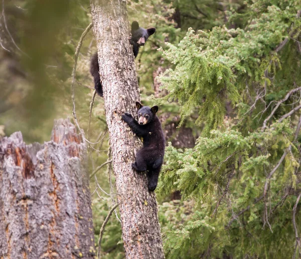 Urso Negro Natureza — Fotografia de Stock