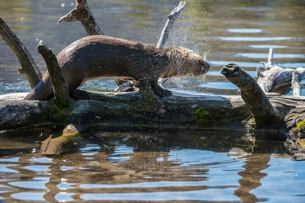 Primer Plano Nutria Salvaje Naturaleza —  Fotos de Stock