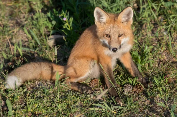 Carino Volpi Rosse Erba Natura Selvaggia — Foto Stock